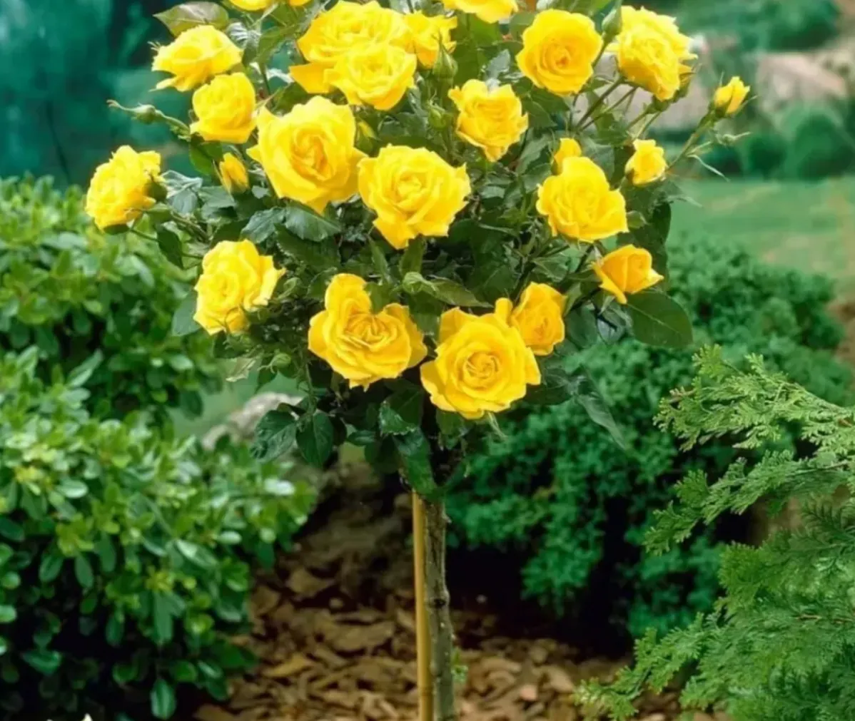 Շտամպ Վարդ (վարդ)