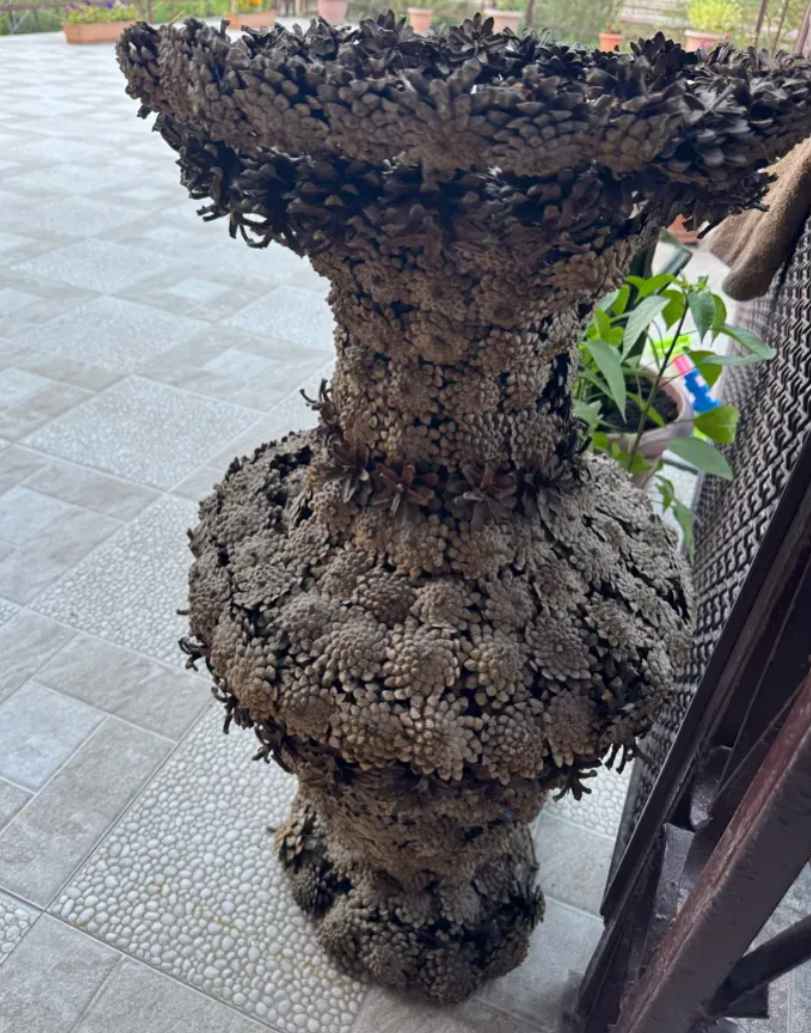 Ծաղկաման եղևնու կոն