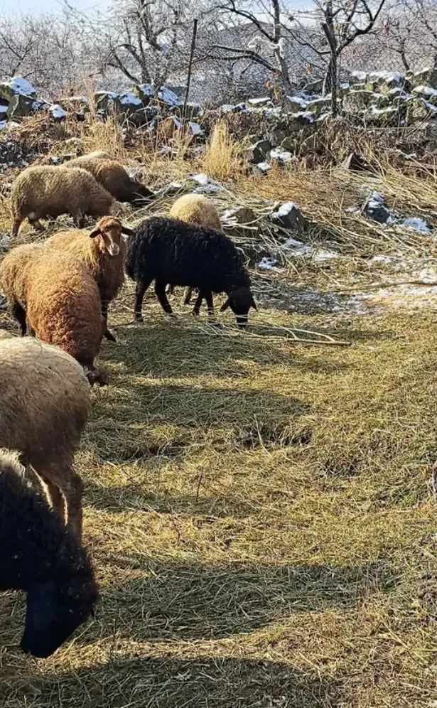 Գառներ