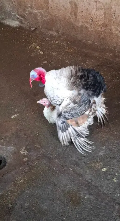 Հնդակահավերի վաճառք