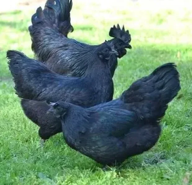 Սև հավեր և աքլորներ