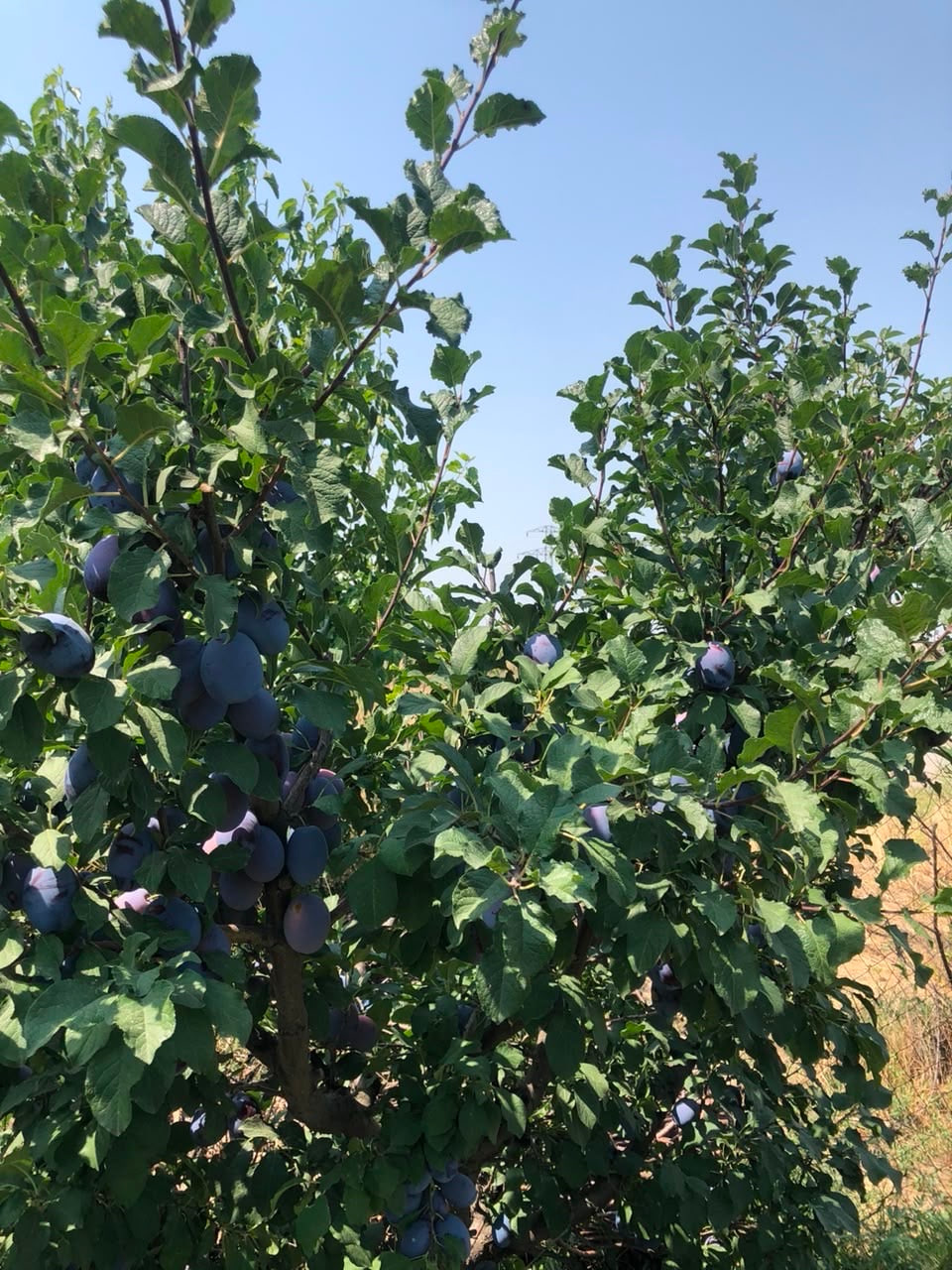 Սև սալոր Ստենլի 500 կգ