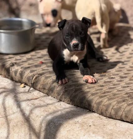 Pitbull Պիտբուլ