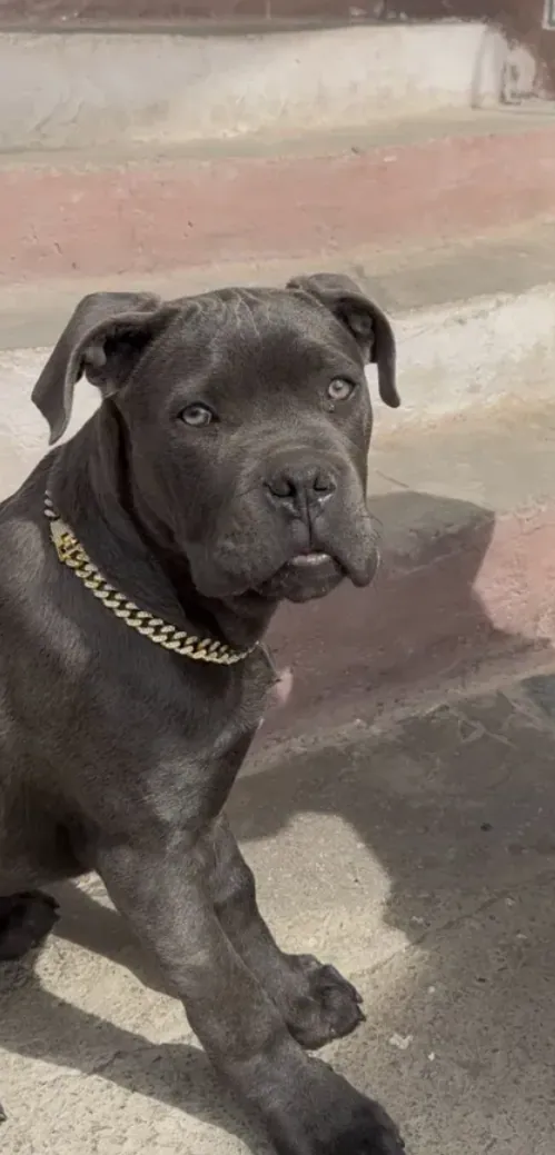 Cane Corso ցեղատեսակի շուն
