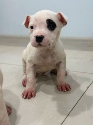 Pitbull Պիտբուլ, Պիտբուլի ձագեր Pitbul
