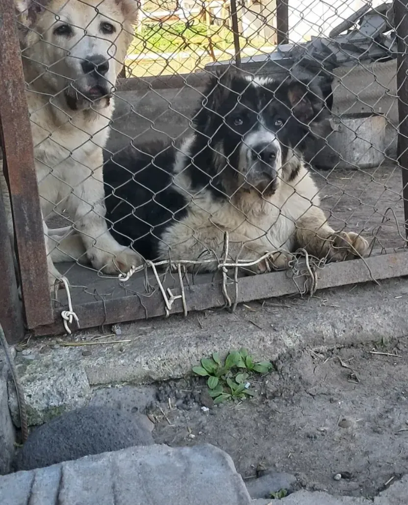 Միջին Ազիական հովվաշուն