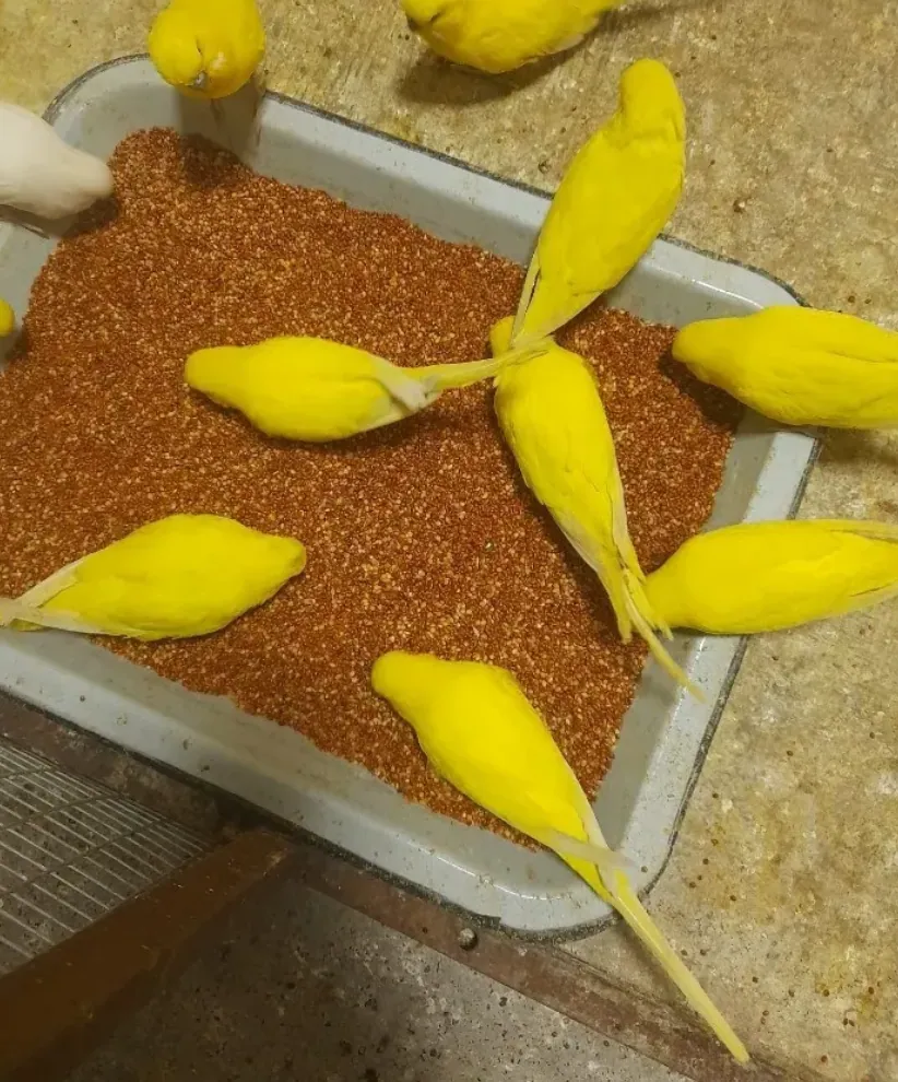 Պոլուկռովկա թութակ