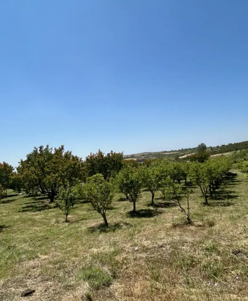 Գյուղատնտեսական հողատարածք 24-րդ փողոցում