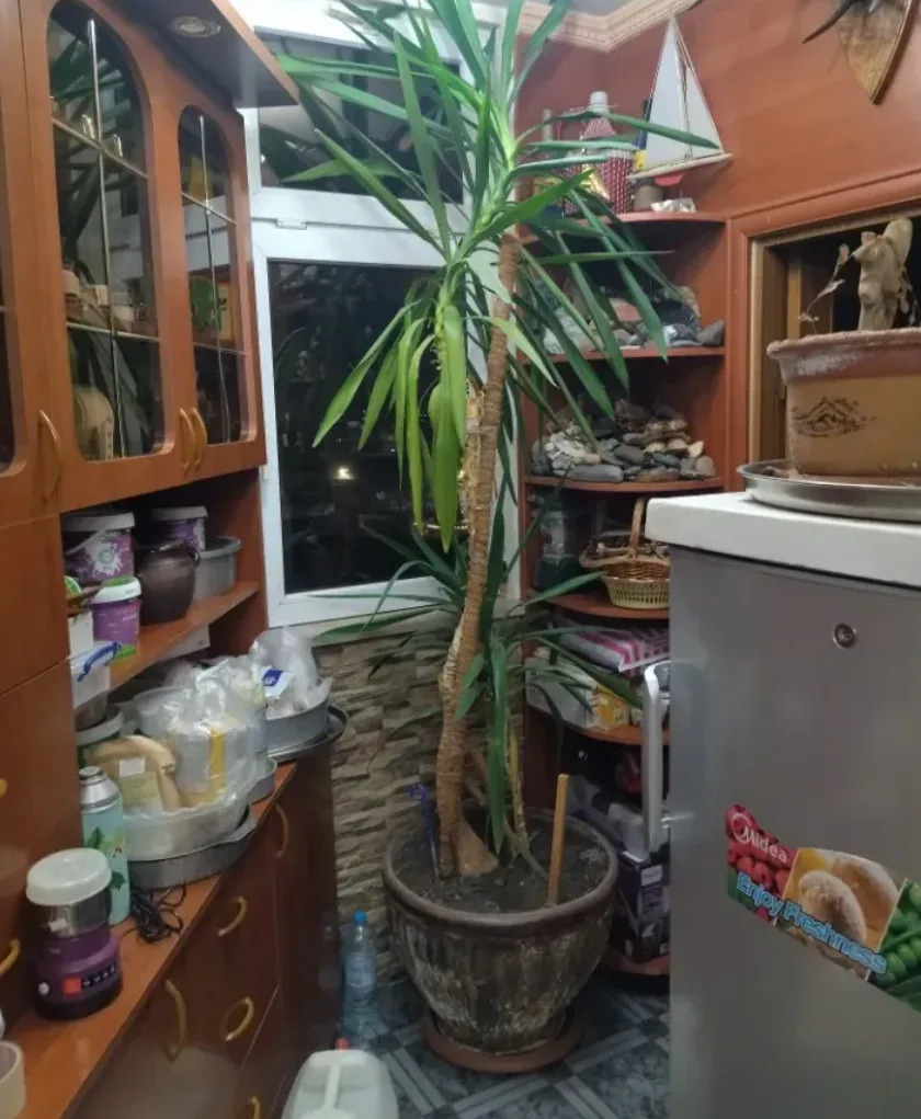 Yucca (Palm Lily)