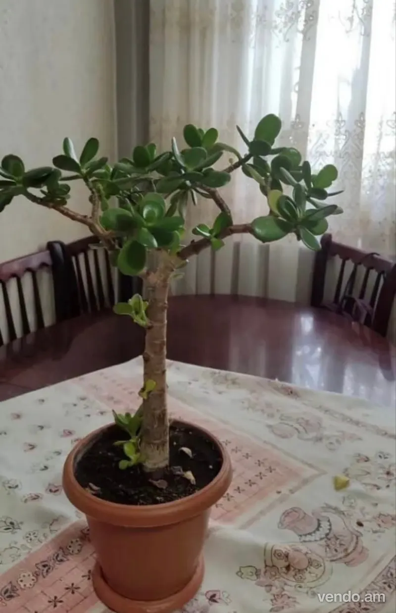 Money Tree